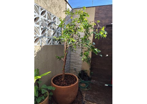 Jabuticabeira em produção